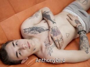 Anthonybird