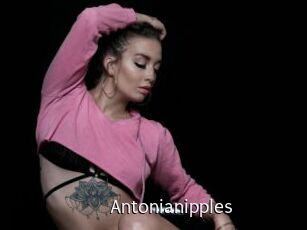 Antonianipples