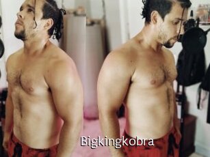 Bigkingkobra