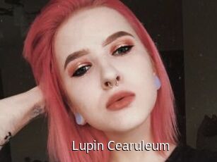Lupin_Cearuleum