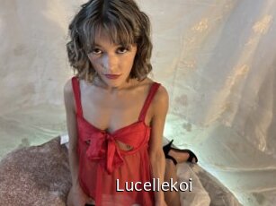 Lucellekoi