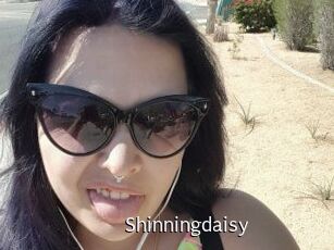 Shinningdaisy